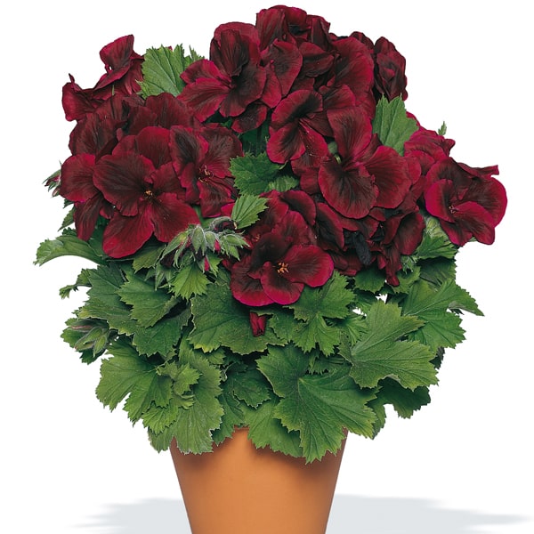 Pelargonium grandiflorum Elegance Schoko Velvet Red®