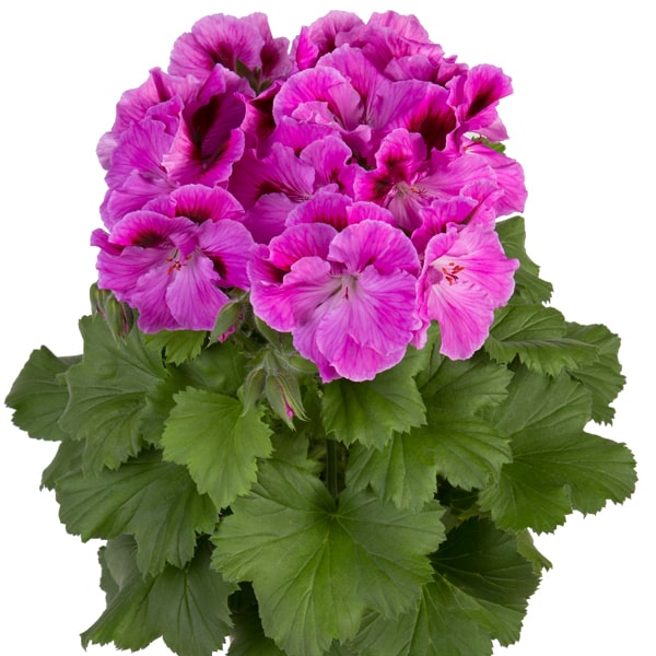 Pelargonium grandiflorum Elegance Nicolette Purple®