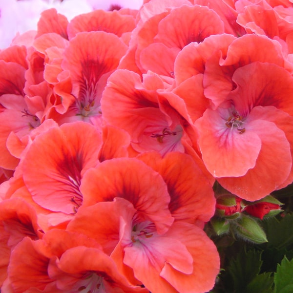 Pelargonium grandiflorum Elegance Coral Sunset®