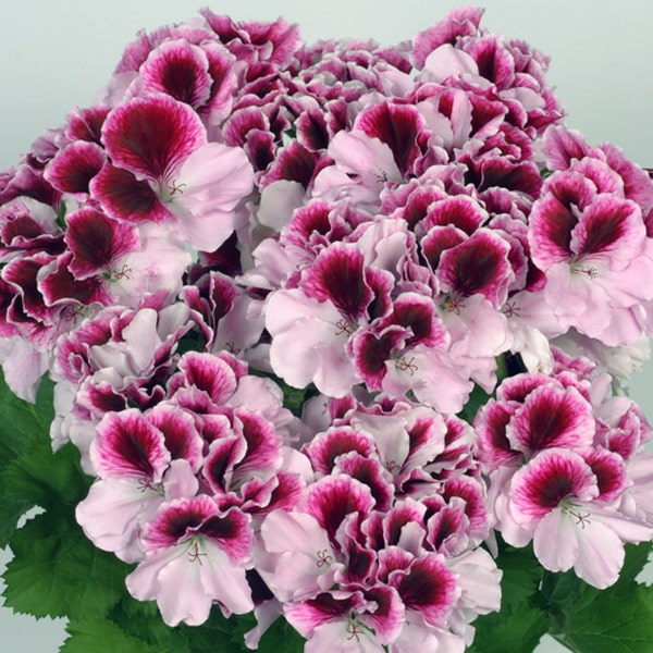 Pelargonium grandiflorum Elegance Purple Majesty®
