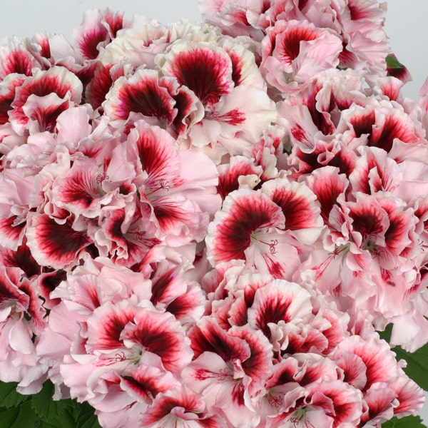 Pelargonium grandiflorum Elegance Tony®