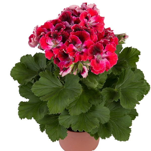 Pelargonium grandiflorum Elegance Red Velvet®