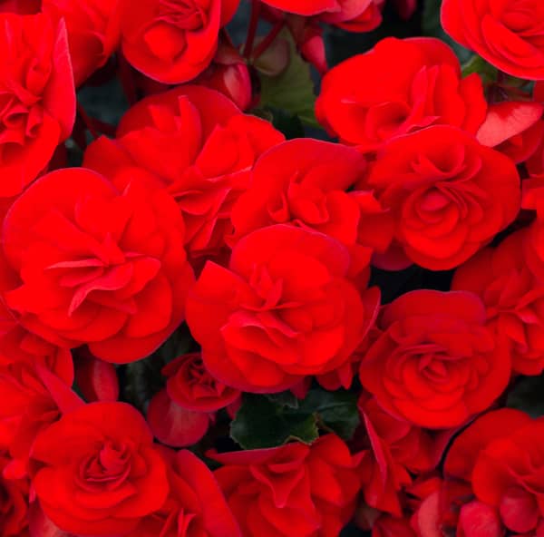 Raes Bloemzaden nv | Begonia hybrida Sunbrero Red