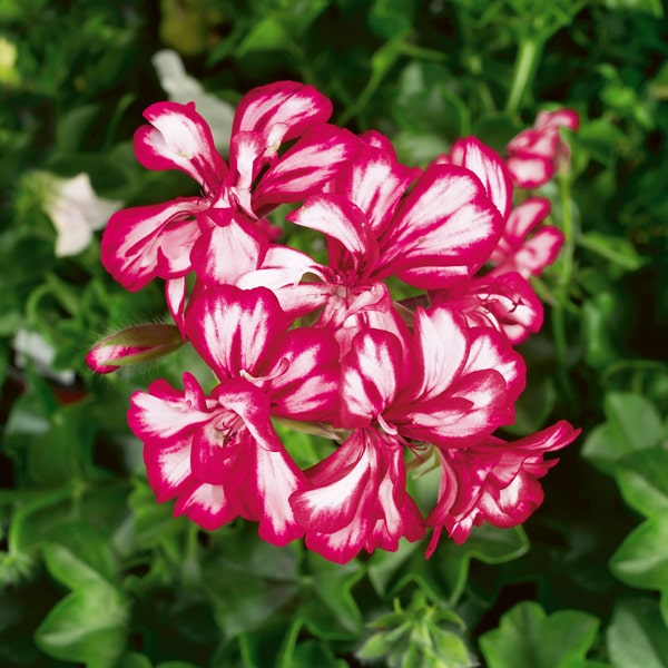 Raes Bloemzaden Nv Pelargonium Peltatum Double Mexikanerin