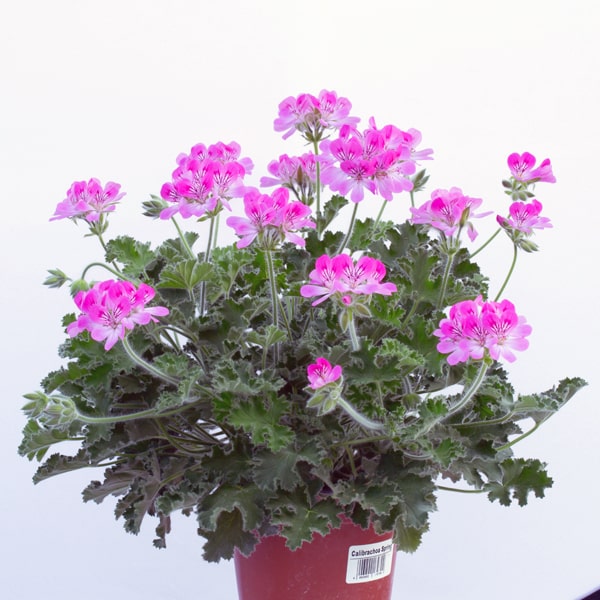 Pelargonium fragrans Pink Capitatum