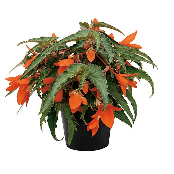 Begonia hybrida Summerwings Orange®