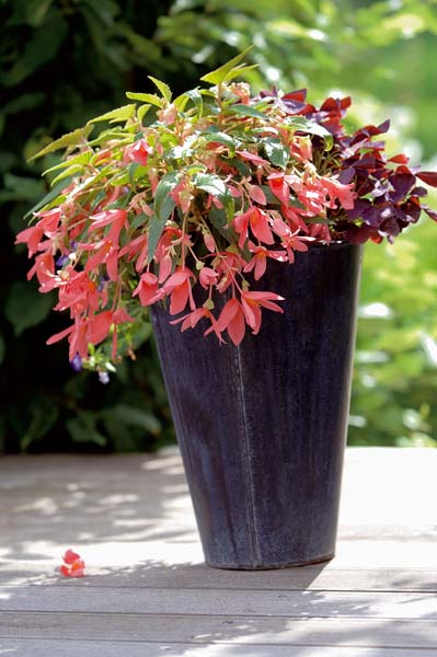 Begonia hybrida Summerwings Rose®