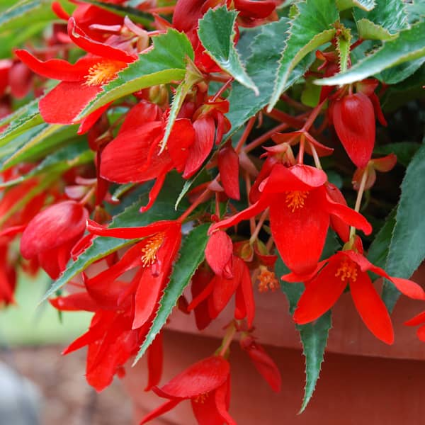 Begonia hybrida Summerwings Red®