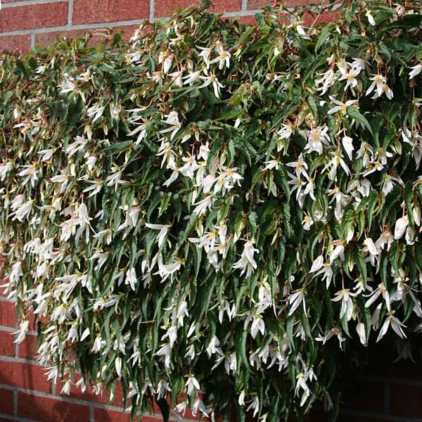 Begonia hybrida Summerwings White®