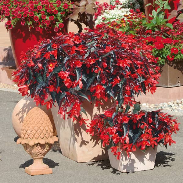 Begonia hybrida Summerwings Elegance Dark Red®