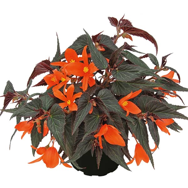 Begonia hybrida Summerwings Elegance Ebony & Orange®