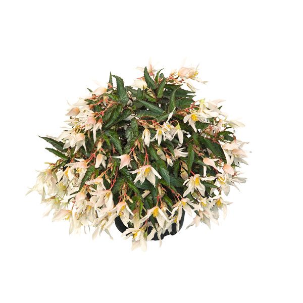 Begonia hybrida Summerwings Elegance White®