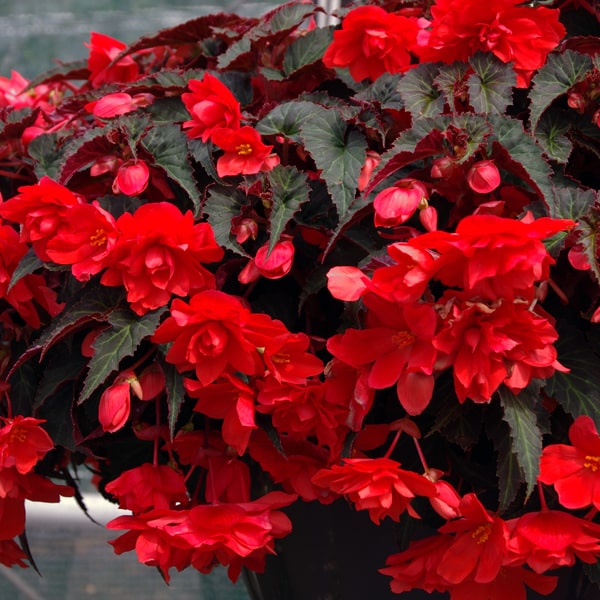 Begonia hybrida Summerwings Double Red ®