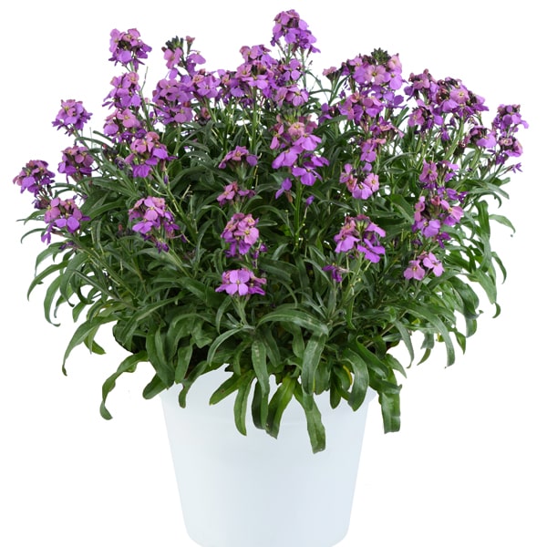 Erysimum linifolium Sunstrong Violet