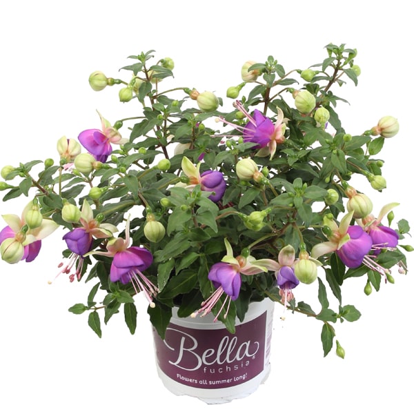 Fuchsia hybrida Bella Diana®