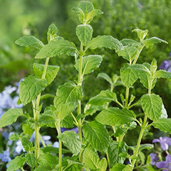 Mentha piperita Strawberry Mentha piperita Strawberry