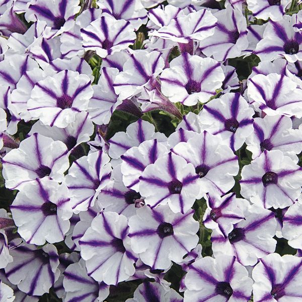 Petunia hybrida Mini Vista Violet Star®