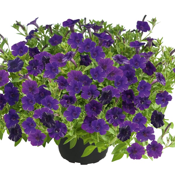Petunia hybrida Mini Vista Violet®