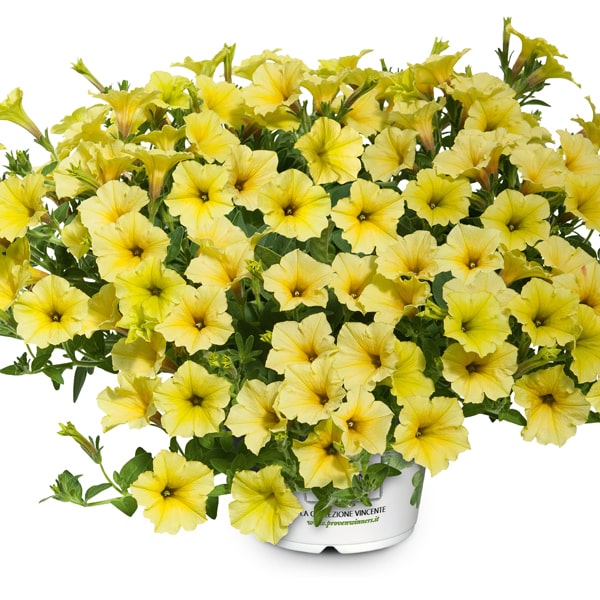 Petunia hybrida Mini Vista Yellow®