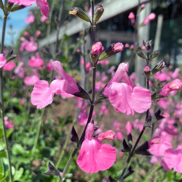 Salvia microphylla Salvinio Pink®