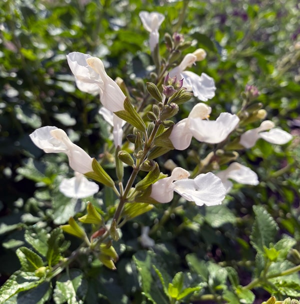 Salvia microphylla Salvinio White®