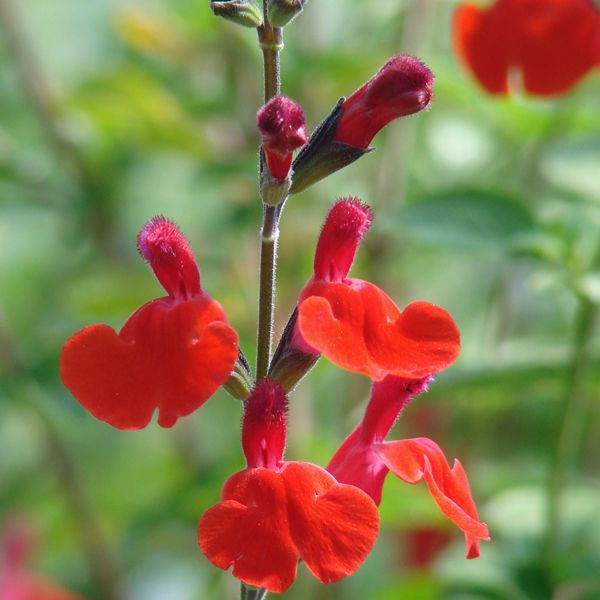 Salvia microphylla Salvinio True Red®