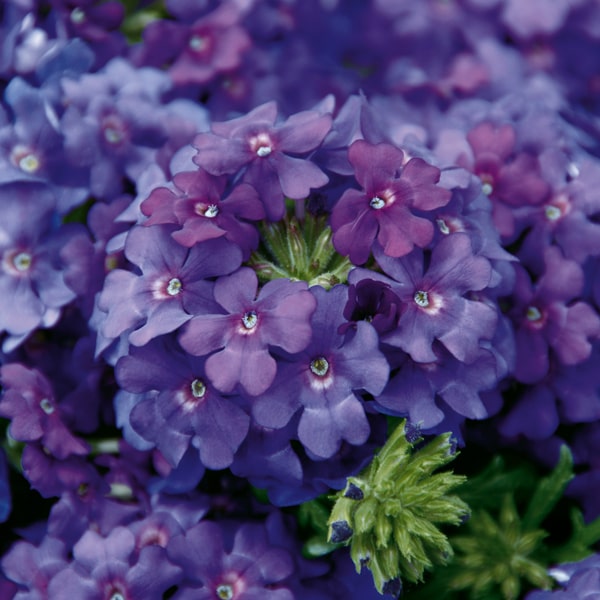 Verbena hybrida Vepita Blue Violet®