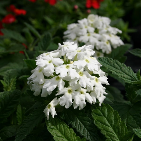 Verbena hybrida Vepita Polar White 2020®