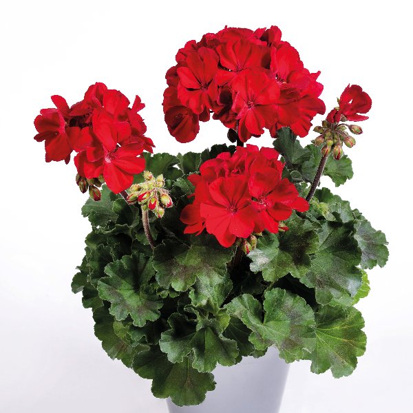 Pelargonium peltatum x zonale TwoinOne Ruby Red ® Pelargonium peltatum x zonale TwoinOne Ruby Red ®