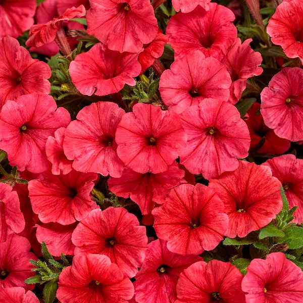 Petunia hybrida Mini Vista Scarlet ® Petunia hybrida Mini Vista Scarlet ®