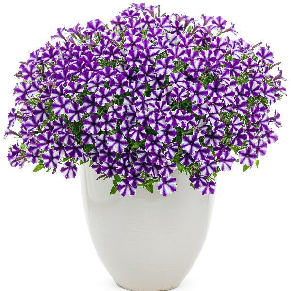 Petunia hybrida Mini Vista Violet Star ® Petunia hybrida Mini Vista Violet Star ®