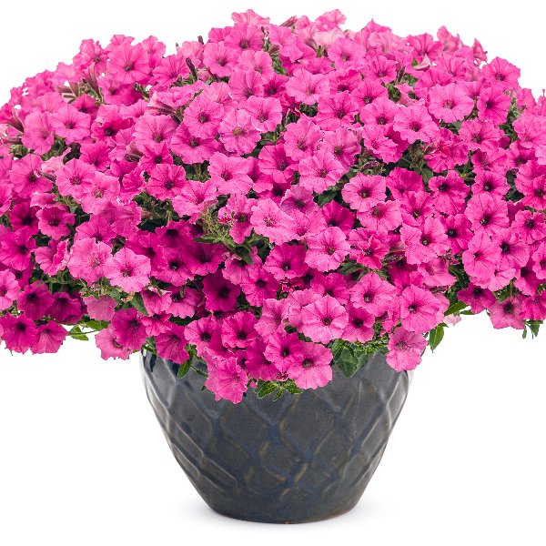 Petunia hybrida Mini Vista Hot Pink ® Petunia hybrida Mini Vista Hot Pink ®