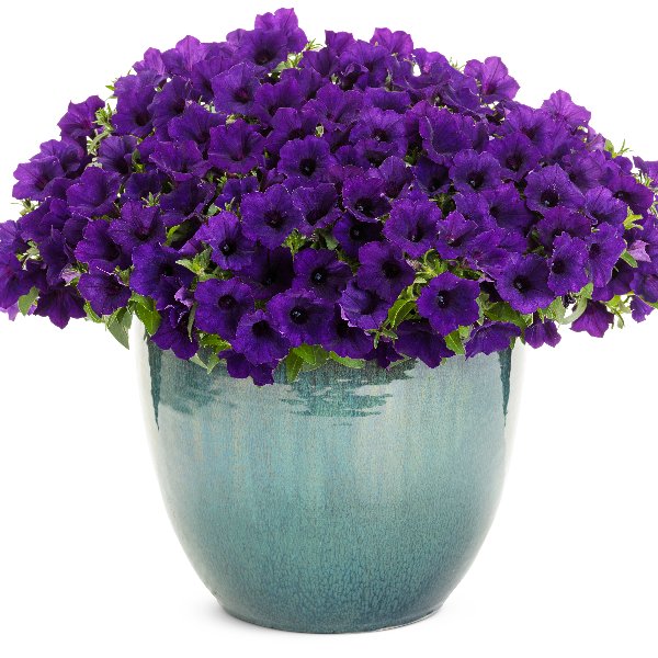 Petunia hybrida Mini Vista Blue Violet ® Petunia hybrida Mini Vista Blue Violet ®