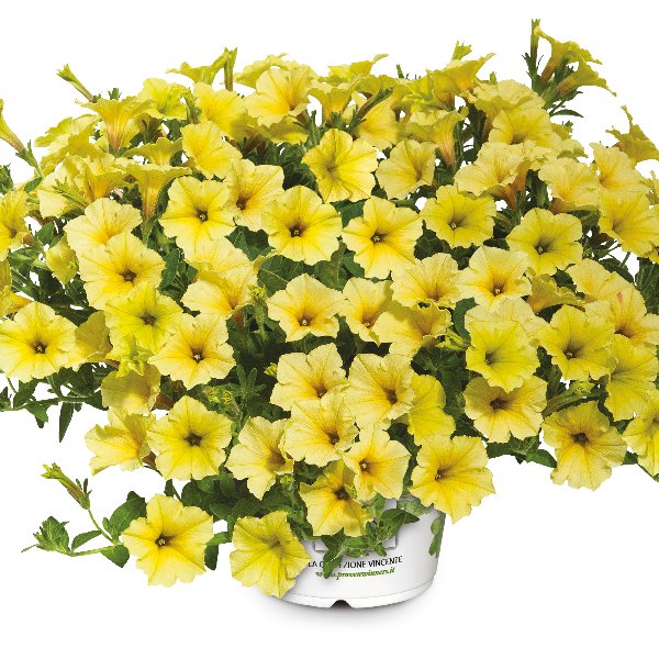 Petunia hybrida Mini Vista Yellow ® Petunia hybrida Mini Vista Yellow ®