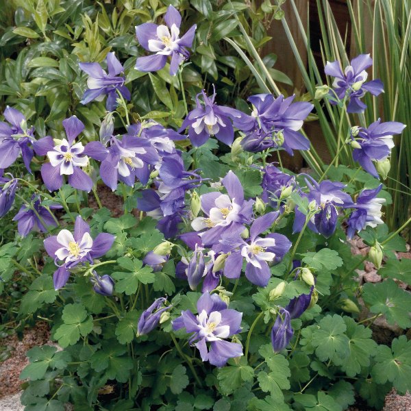 Aquilegia caerulea Spring Magic Blue White Aquilegia caerulea Spring Magic Blue White