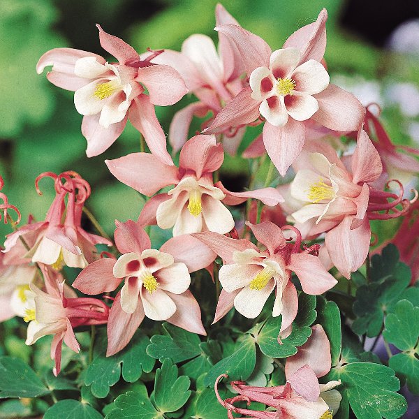 Aquilegia caerulea Spring Magic Pink Cream Aquilegia caerulea Spring Magic Pink Cream