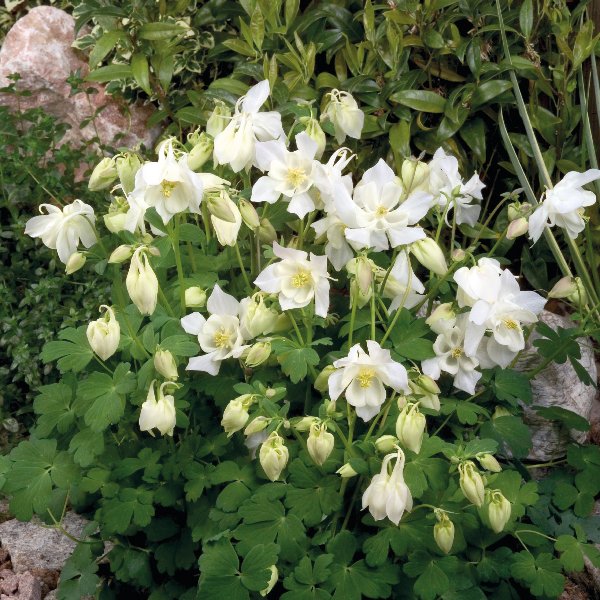 Aquilegia caerulea Spring Magic White Aquilegia caerulea Spring Magic White