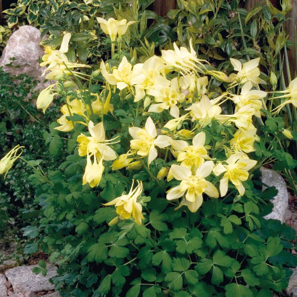 Aquilegia caerulea Spring Magic Yellow Aquilegia caerulea Spring Magic Yellow
