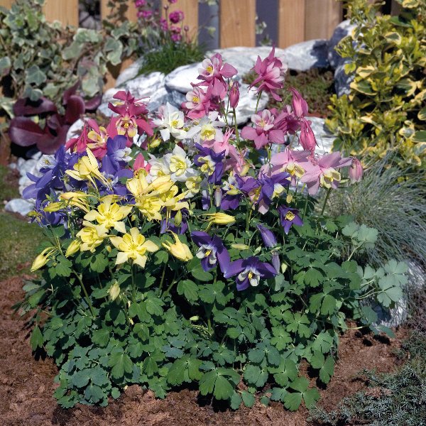 Aquilegia caerulea Spring Magic Mix Aquilegia caerulea Spring Magic Mix