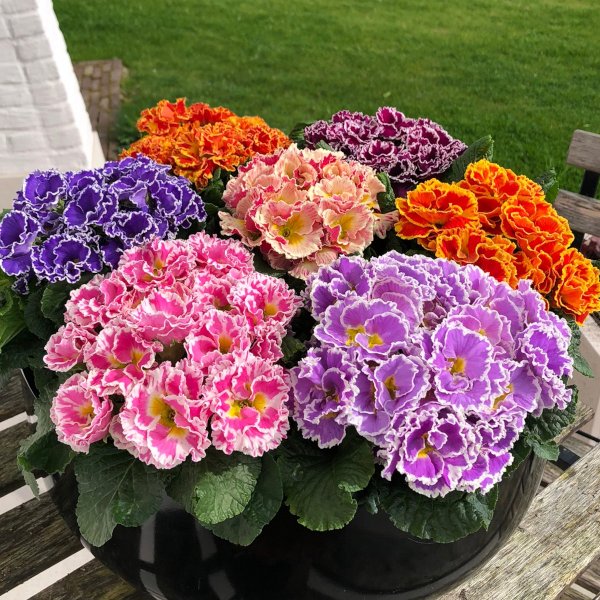Primula acaulis Flamenco Mix