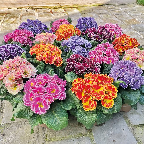 Primula acaulis Flamenco Mix