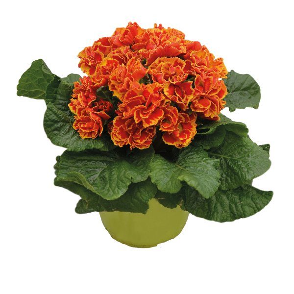 Primula acaulis Flamenco Fire