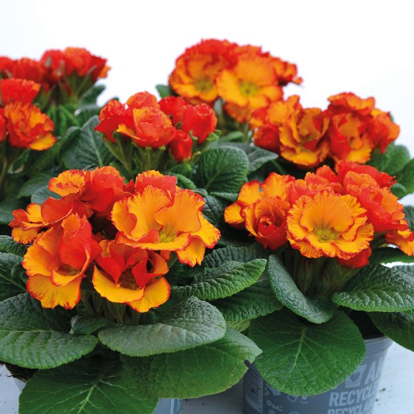 Primula acaulis Chinese New Year