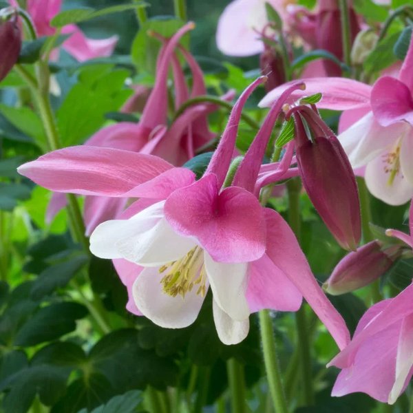 Aquilegia caerulea Spring Magic Rose White