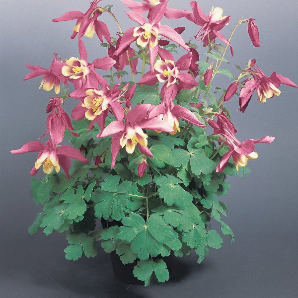 Aquilegia caerulea Spring Magic Rose White