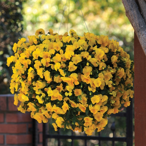 Viola wittrockiana Cool Wave Golden Yellow Viola wittrockiana Cool Wave Golden Yellow
