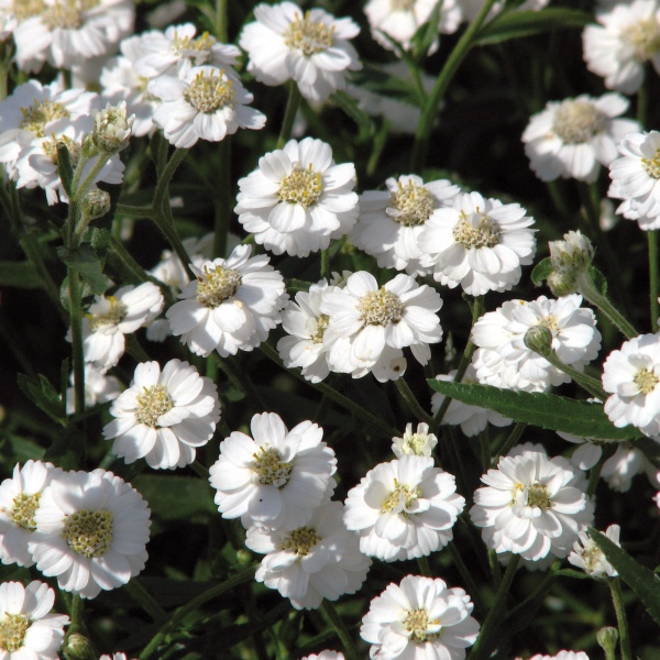 Achillea ptarmica The Pearl White