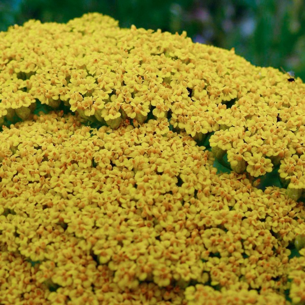 Achillea filipendulina Cloth of Gold