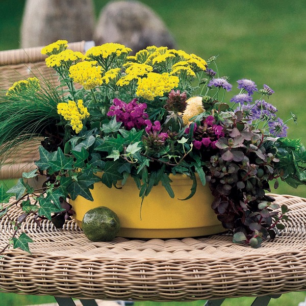 Achillea tomentosa Aurea