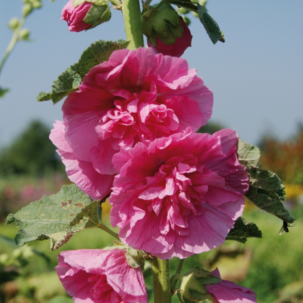 Alcea rosea Chater's Rose
